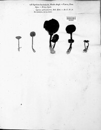 Hypholoma fasciculare image